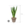 Plant in Pot Sansevieria Zeylanica 70 cm kamerplant in Terra Cotta Grijs 24 cm bloempot