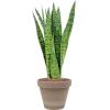 Plant in Pot Sansevieria Zeylanica 70 cm kamerplant in Terra Cotta Grijs 24 cm bloempot