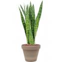 Plant in Pot Sansevieria Zeylanica 70 cm kamerplant in Terra Cotta Grijs 24 cm bloempot