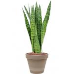 Plant in Pot Sansevieria Zeylanica 70 cm kamerplant in Terra Cotta Grijs 24 cm bloempot