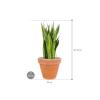 Plant in Pot Sansevieria Zeylanica 80 cm kamerplant in Terra Cotta Antiek 35 cm bloempot