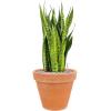 Plant in Pot Sansevieria Zeylanica 80 cm kamerplant in Terra Cotta Antiek 35 cm bloempot