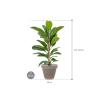 Plant in Pot Ficus Benghalensis Roy 115 cm kamerplant in Terra Cotta Grijs 35 cm bloempot