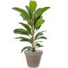 Plant in Pot Ficus Benghalensis Roy 115 cm kamerplant in Terra Cotta Grijs 35 cm bloempot