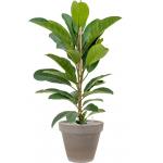 Plant in Pot Ficus Benghalensis Roy 115 cm kamerplant in Terra Cotta Grijs 35 cm bloempot