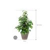 Plant in Pot Ficus Benjamina Danielle 105 cm kamerplant in Terra Cotta Grijs 35 cm bloempot