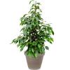 Plant in Pot Ficus Benjamina Danielle 105 cm kamerplant in Terra Cotta Grijs 35 cm bloempot