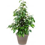 Plant in Pot Ficus Benjamina Danielle 105 cm kamerplant in Terra Cotta Grijs 35 cm bloempot