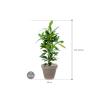 Plant in Pot Ficus Cyathistipula 115 cm kamerplant in Terra Cotta Grijs 35 cm bloempot