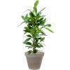 Plant in Pot Ficus Cyathistipula 115 cm kamerplant in Terra Cotta Grijs 35 cm bloempot