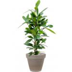 Plant in Pot Ficus Cyathistipula 115 cm kamerplant in Terra Cotta Grijs 35 cm bloempot