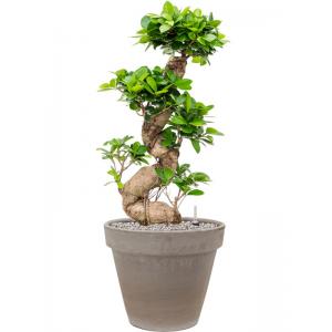 Plant in Pot Ficus Microcarpa Compacta 85 cm kamerplant in Terra Cotta Grijs 35 cm bloempot