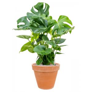 Plant in Pot Monstera Deliciosa 95 cm kamerplant in Terra Cotta Antiek 35 cm bloempot
