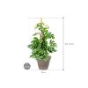 Plant in Pot Monstera Deliciosa Little Sister 105 cm kamerplant in Terra Cotta Grijs 35 cm bloempot