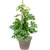 Plant in Pot Monstera Deliciosa Little Sister 105 cm kamerplant in Terra Cotta Grijs 35 cm bloempot