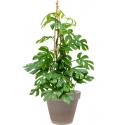 Plant in Pot Monstera Deliciosa Little Sister 105 cm kamerplant in Terra Cotta Grijs 35 cm bloempot