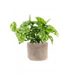 Plant in Pot Monstera Obliqua 40 cm kamerplant in Terra Cotta Grijs 20 cm bloempot