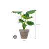 Plant in Pot Alocasia Cucullata 85 cm kamerplant in Terra Cotta Grijs 35 cm bloempot