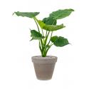 Plant in Pot Alocasia Cucullata 85 cm kamerplant in Terra Cotta Grijs 35 cm bloempot