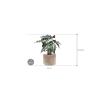 Plant in Pot Alocasia Polly 45 cm kamerplant in Terra Cotta Grijs 20 cm bloempot