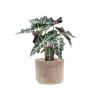 Plant in Pot Alocasia Polly 45 cm kamerplant in Terra Cotta Grijs 20 cm bloempot