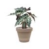 Plant in Pot Alocasia Polly 50 cm kamerplant in Terra Cotta Grijs 24 cm bloempot