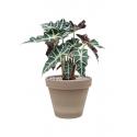 Plant in Pot Alocasia Polly 50 cm kamerplant in Terra Cotta Grijs 24 cm bloempot