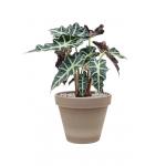 Plant in Pot Alocasia Polly 50 cm kamerplant in Terra Cotta Grijs 24 cm bloempot
