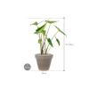 Plant in Pot Alocasia Zebrina 90 cm kamerplant in Terra Cotta Grijs 35 cm bloempot