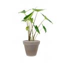 Plant in Pot Alocasia Zebrina 90 cm kamerplant in Terra Cotta Grijs 35 cm bloempot