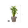 Plant in Pot Aralia Ming 85 cm kamerplant in Terra Cotta Grijs 35 cm bloempot