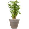 Plant in Pot Aralia Ming 85 cm kamerplant in Terra Cotta Grijs 35 cm bloempot