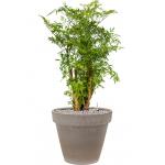 Plant in Pot Aralia Ming 85 cm kamerplant in Terra Cotta Grijs 35 cm bloempot
