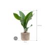 Plant in Pot Aspidistra Elatior 60 cm kamerplant in Terra Cotta Grijs 20 cm bloempot