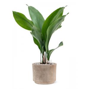 Plant in Pot Aspidistra Elatior 60 cm kamerplant in Terra Cotta Grijs 20 cm bloempot