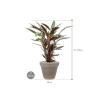 Plant in Pot Calathea Rufibarba Wavestar 95 cm kamerplant in Terra Cotta Grijs 35 cm bloempot