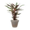Plant in Pot Calathea Rufibarba Wavestar 95 cm kamerplant in Terra Cotta Grijs 35 cm bloempot