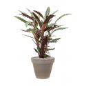 Plant in Pot Calathea Rufibarba Wavestar 95 cm kamerplant in Terra Cotta Grijs 35 cm bloempot