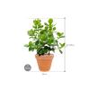 Plant in Pot Clusia Rosea Princess 90 cm kamerplant in Terra Cotta Antiek 35 cm bloempot
