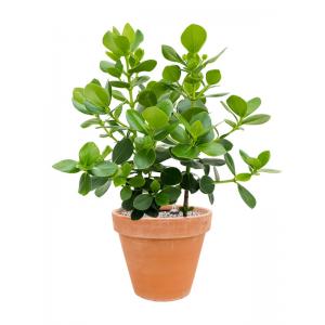 Plant in Pot Clusia Rosea Princess 90 cm kamerplant in Terra Cotta Antiek 35 cm bloempot