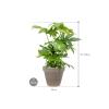 Plant in Pot Fatsia Japonica 90 cm kamerplant in Terra Cotta Grijs 35 cm bloempot