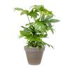 Plant in Pot Fatsia Japonica 90 cm kamerplant in Terra Cotta Grijs 35 cm bloempot