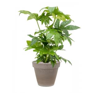 Plant in Pot Fatsia Japonica 90 cm kamerplant in Terra Cotta Grijs 35 cm bloempot