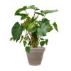 Plant in Pot Homalomena Rubescens Maggy 95 cm kamerplant in Terra Cotta Grijs 35 cm bloempot