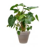 Plant in Pot Homalomena Rubescens Maggy 95 cm kamerplant in Terra Cotta Grijs 35 cm bloempot