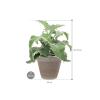 Plant in Pot Kalanchoe Beharensis 70 cm kamerplant in Terra Cotta Grijs 35 cm bloempot
