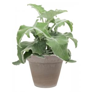 Plant in Pot Kalanchoe Beharensis 70 cm kamerplant in Terra Cotta Grijs 35 cm bloempot