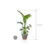 Plant in Pot Strelitzia Nicolai 135 cm bloempot in Terra Cotta Grijs 35 cm bloempot