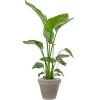 Plant in Pot Strelitzia Nicolai 135 cm bloempot in Terra Cotta Grijs 35 cm bloempot