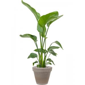 Plant in Pot Strelitzia Nicolai 135 cm bloempot in Terra Cotta Grijs 35 cm bloempot